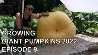 Growing Giant Pumpkins 2022 Episode 9 - Pumpkin Selection Maintenance Pumpkin Shelter Measuring