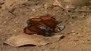 Close Butterfly mating