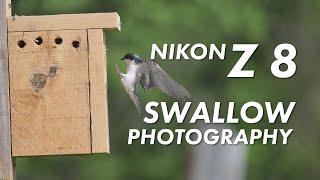 Nikon Z 8 Pre and Post Release Capture Mode Testing on Swallows