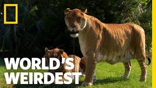 Lions Tigers and Ligers  Worlds Weirdest