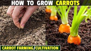 How To Grow Carrots  Carrot Farming  Carrot Cultivation