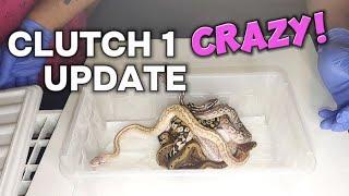 Clutch 1 ALL HAVE SHED OUT #LHARPERREPTILES #BALLPYTHONS #LIVEFREE