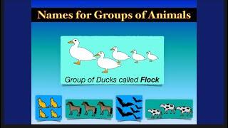 #animals Names for Group of Animals  Collective Noun  Part - 1