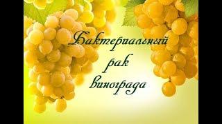 Бактериальный рак  винограда. Bacterial crayfish grape