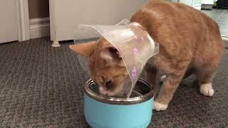 Medi Cat drinks water with a collar on