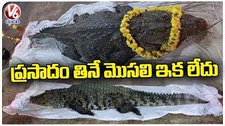 Babiya  Kerala’s Vegetarian Crocodile of Ananthapadmanabha Swamy  Lake Temple Passes Away  V6 News
