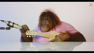 Animalias Orangutan Rambo is a musical genius ASMR