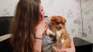 Chihuahua gives cuddles on demand Heart warming Just look at this bond