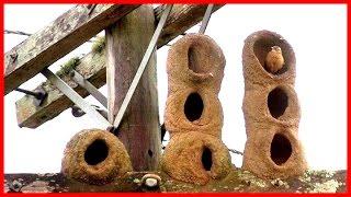 Natural Architecture The Birds Nest - HD Documentary