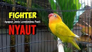 Suara Burung Lovebird Ngekek Panjang JOSS buat PANCINGAN lovebird Jadikan Lb GACOR Nyaut Fighter