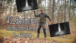 Wildkamera   Heimische Tiere im Wald