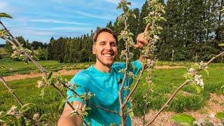 We Planted 100+ Fruit Trees on Swales This Fall How Many Survived?