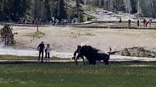 Charging Bull Bison Attacks Tourist
