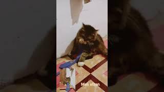 anak sma  #catlover #catvideos #kucing #kucinglucu