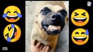 Memes 2020 of Dog Laugh  Hihihi