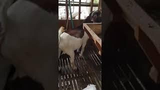 boer goat f1