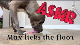 ASMR Max Licks  Lick the Floor  No Talking