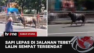 Momen Sapi Kurban Kabur ke Jalan Raya hingga Masuk ke Kolam Ikan  Kabar Utama tvOne