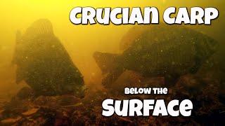Angling for Crucian Carp - with underwater footage