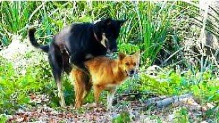 Amazing black dog meeting red dog at the countryside