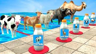 Mystery Pool Challenge With Cow Buffalo Goat Camel Sheep Dont Choose The Wrong Milk With Cow Video