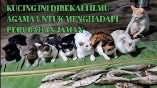 KUCING INI DIBEKALI ILMU AGAMA UNTUK MENGHADAPI PERUBAHAN JAMAN