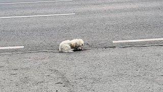 Stray dog involved in a car accident waits quietly on the side of the road to die.
