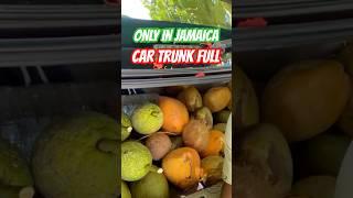 I GOT A CAR TRUNK FULL OF BREADFRUIT & JELLY IN JAMAICA #morristimecooking #hawtchef #shorts