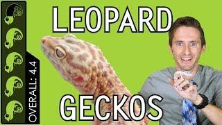 Leopard Gecko The Best Pet Reptile?