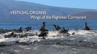 Richard Dawkins Vestigial Organs The Wings of the Flightless Cormorant