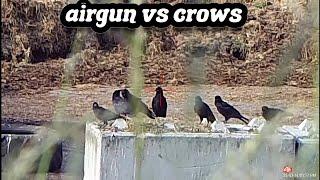 AIRGUN VS CROWS  #airgunhunting #crows #pestcontrol