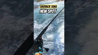 Shore casting in rocky spot catch skipjack tuna #fishing #tuna #youtubeshorts #reelsvideo #story