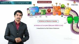 Inhibitors of electron transport chain  oxidative phosphorylation  ionophores and uncouplers