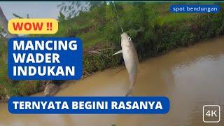 Sensasi nya Luar biasa‼️Mancing Ikan Wader indukan Raksasa di bendungan Sungai Keruh