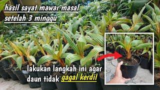 CARA MERAWAT BONSAI KELAPA SETELAH SAYAT MAWAR  TIPS ANTI GAGAL KERDIL