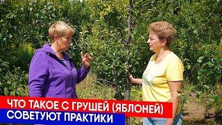 ЧТО ТАКОЕ С ГРУШЕЙ ЯБЛОНЕЙ - СОВЕТУЮТ ПРАКТИКИ