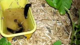 What doesnt make a good Slug Beer Trap? - Slug escaping beer trap