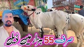 Today mandra mandi 2472024 latest update ll part 3 ll 55k Mae soda ll Jamil tv ll