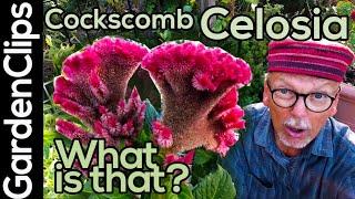 Celosia - Cockscomb - Roostercomb - Woolflower - unusual garden plants ideas - weird garden flowers