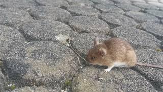 What happens when a mouse eats poison? ️