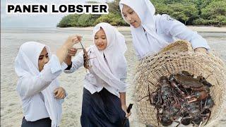 yingsaat air surut LOBSTER berjajar di pantai. kepiting besar dalam batu karang laut