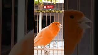 Burung Kenari Gacor  Cengkok Mewah