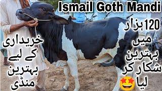 Ismail Goth Mandi Karachi Cattle Latest Rates Update 3 June 2024  Cow Mandi 2024  Bakra Eid 2024