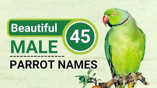 45 Beautiful MaleBoy Parrot Names Ideas - Best Birds Pet Name Ideas - Pick Your Favorite One