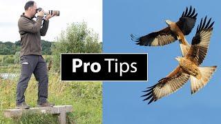 How to Photograph Birds in Flight 5 Extra Tips with Paul Miguel Photography