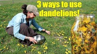 3 WAYS TO USE SPRING DANDELIONS  FORAGING