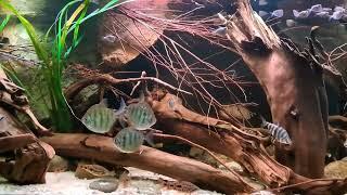 South American biotope aquarium