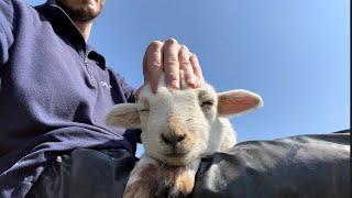 Cute Lamb Enjoying Head Massage