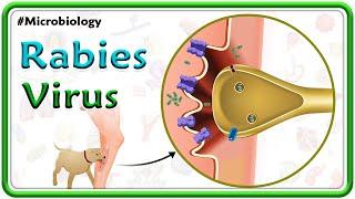 Rabies Virus Animation  Pathogenesis Clinical manifestations Diagnosis & Treatment  USMLE Step 1