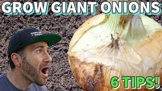 6 Tips To Grow The BIGGEST Onions EVER